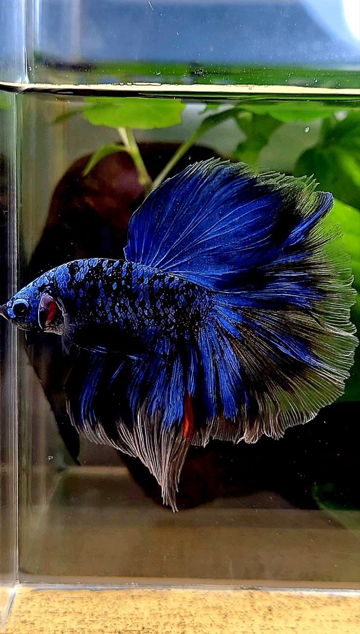 HALFMOON ROSETAIL BLACK GALAXY AVATAR BLUE GORDON BETTA FISH