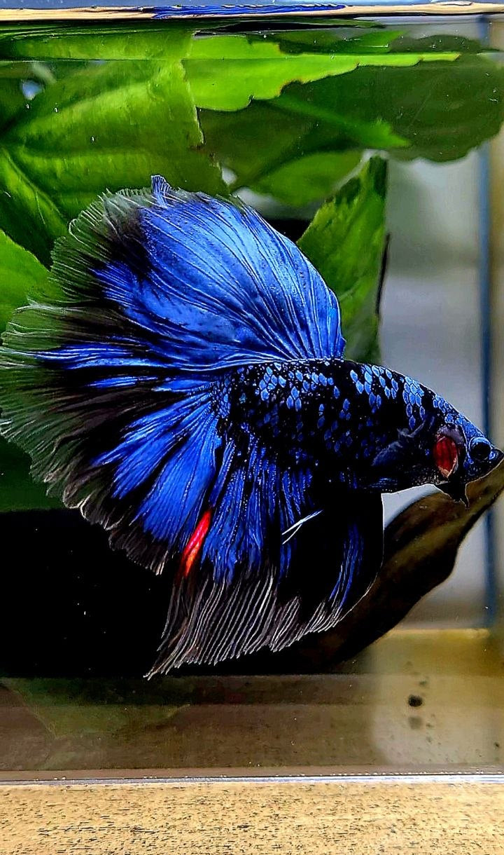 HALFMOON ROSETAIL BLACK GALAXY AVATAR BLUE GORDON BETTA FISH