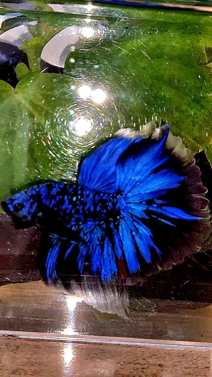 HALFMOON ROSETAIL BLACK GALAXY AVATAR BLUE BETTA FISH