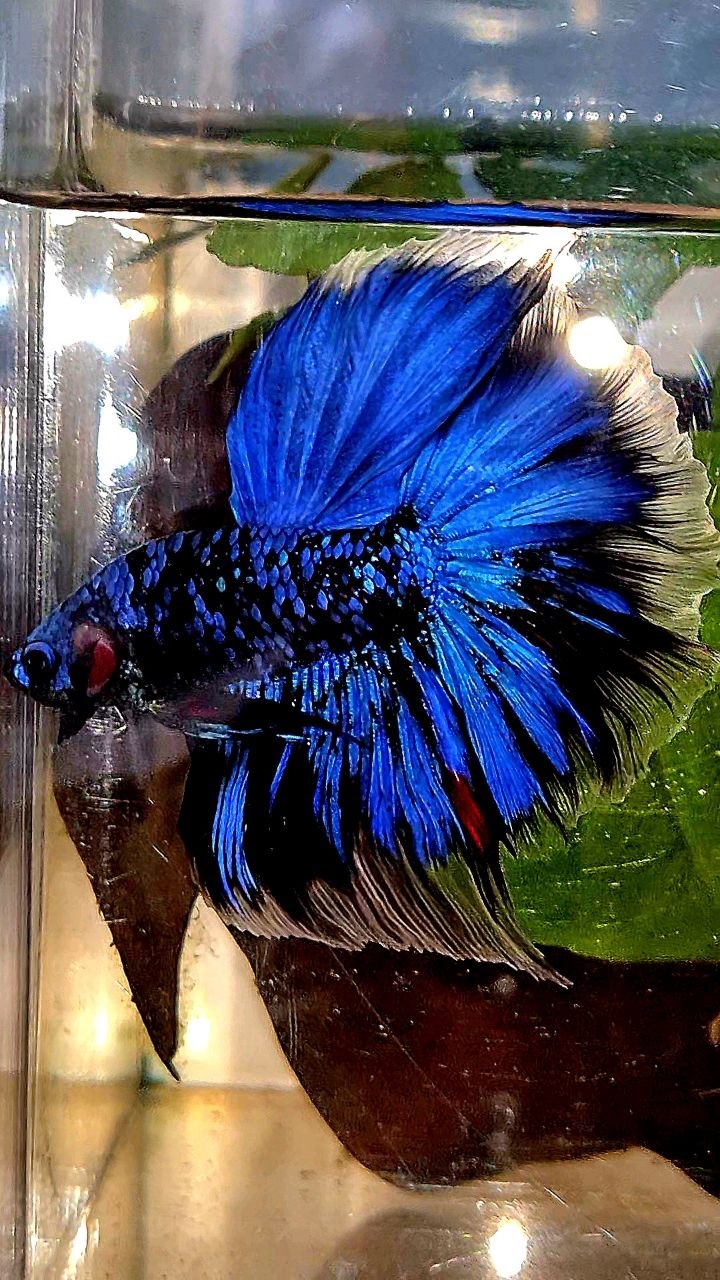 HALFMOON ROSETAIL BLACK GALAXY AVATAR BLUE GORDON BETTA FISH