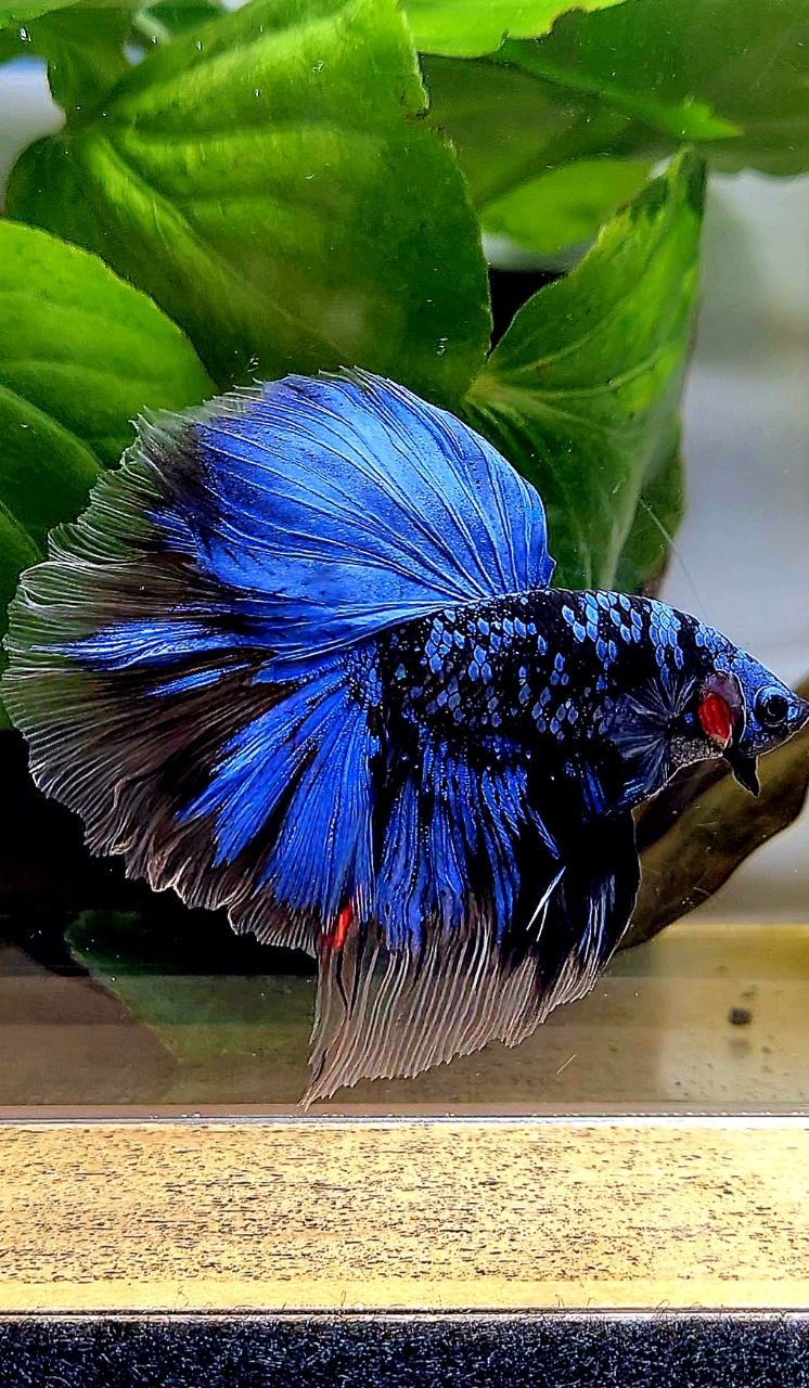 HALFMOON ROSETAIL BLACK GALAXY AVATAR BLUE GORDON BETTA FISH