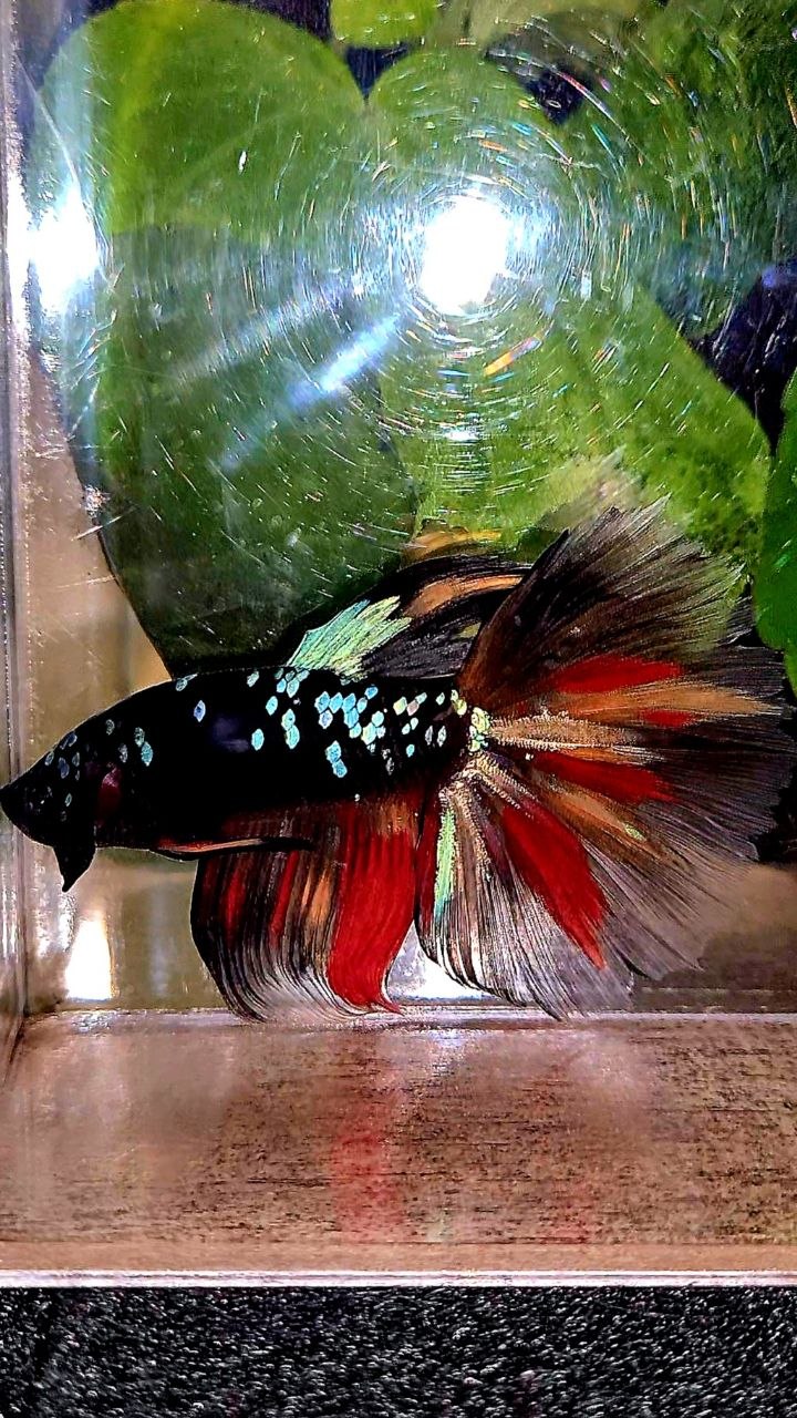 HALFMOON ROSETAIL BLACK GALAXY AVATAR NEMO BETTA FISH