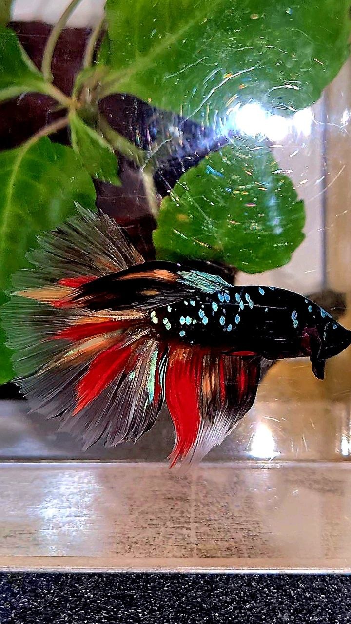 HALFMOON ROSETAIL BLACK GALAXY AVATAR NEMO BETTA FISH