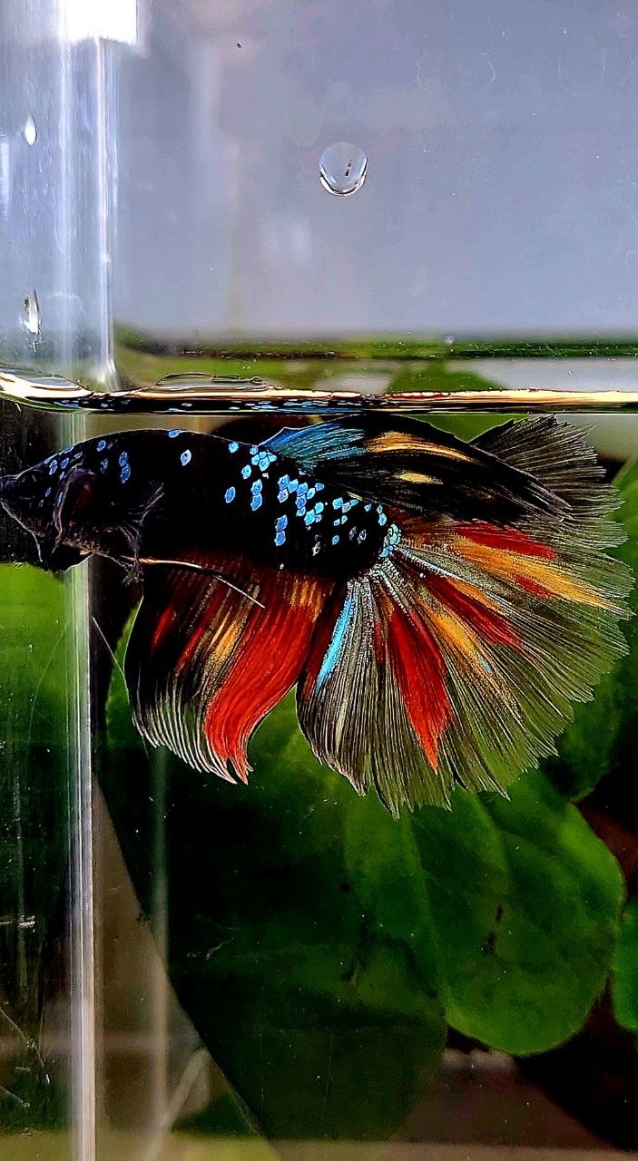 HALFMOON ROSETAIL BLACK GALAXY AVATAR NEMO BETTA FISH