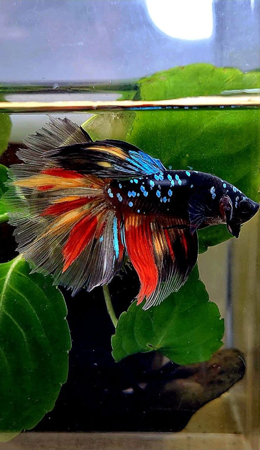 HALFMOON ROSETAIL BLACK GALAXY AVATAR NEMO BETTA FISH