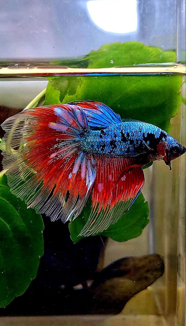 HALFMOON BLUE RED AVATAR BETTA FISH