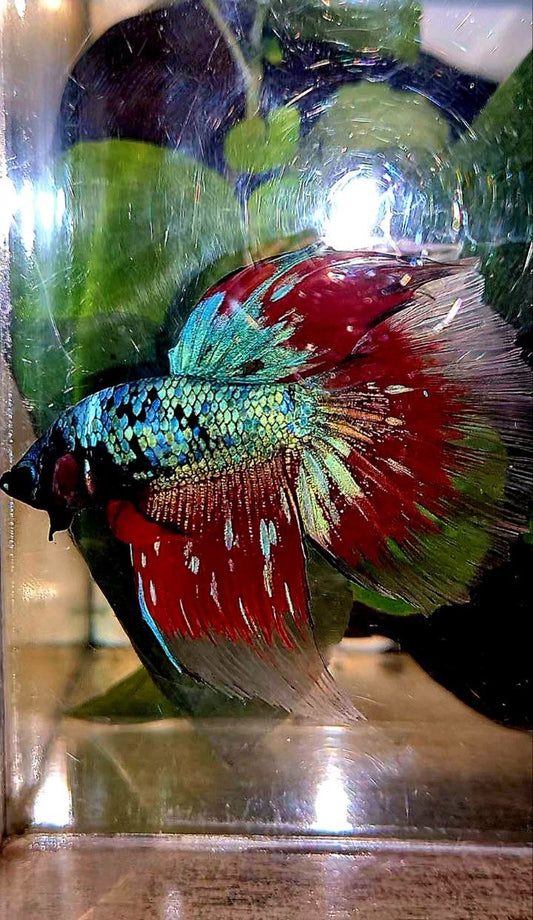 HALFMOON BLUE RED AVATAR BETTA FISH