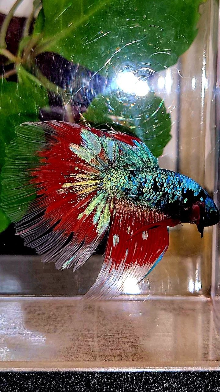 HALFMOON BLUE RED AVATAR BETTA FISH
