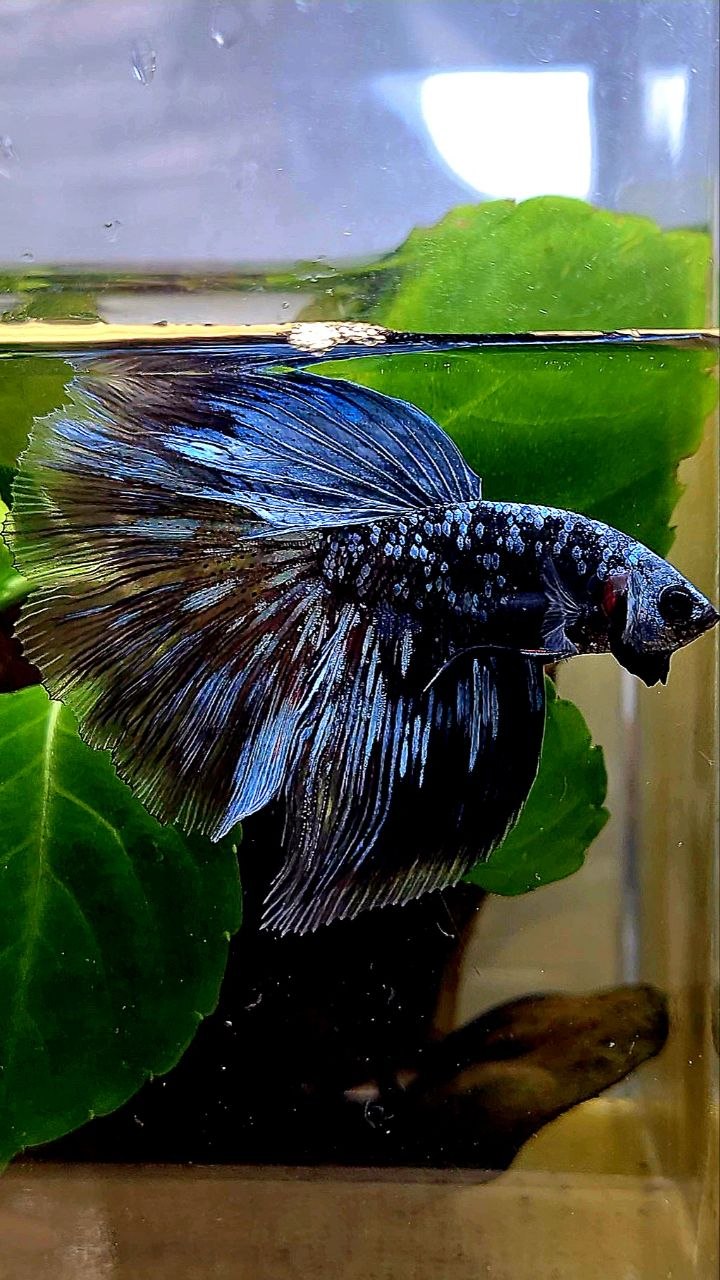 HALFMOON ROSETAIL BLACK GALAXY BLUE AVATAR GRAY BETTA FISH