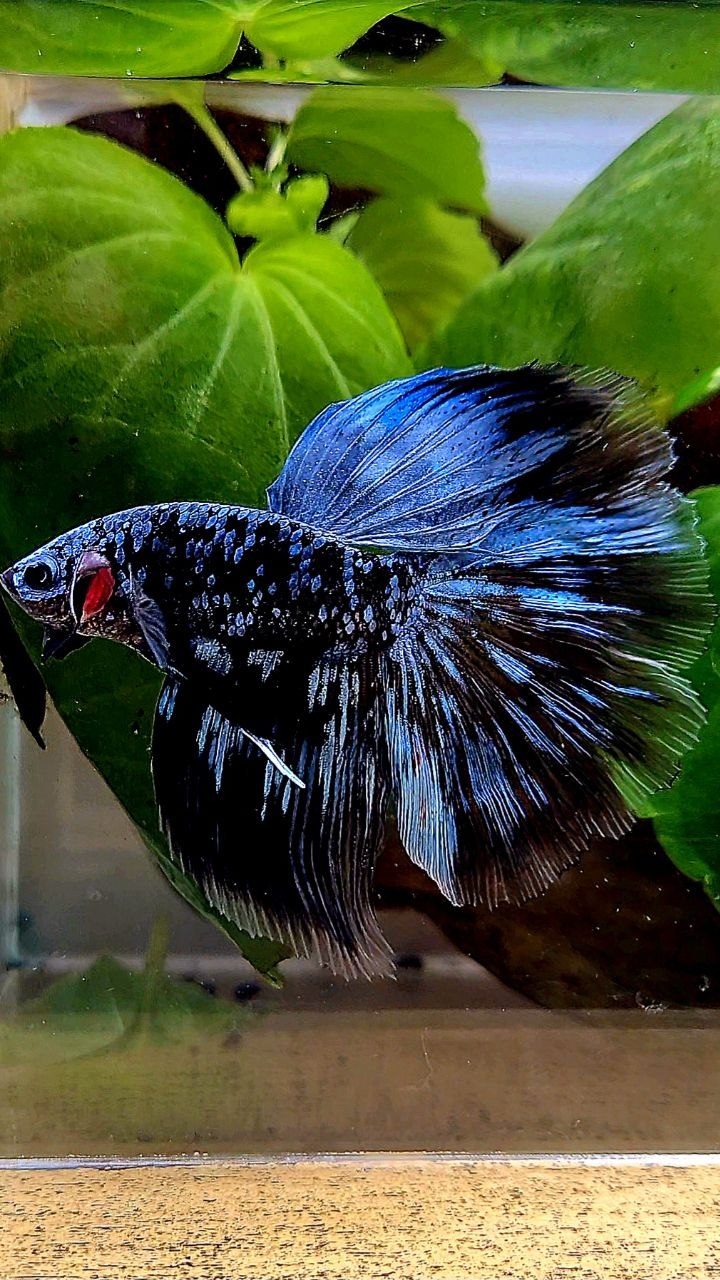 HALFMOON ROSETAIL BLACK GALAXY BLUE AVATAR GRAY BETTA FISH