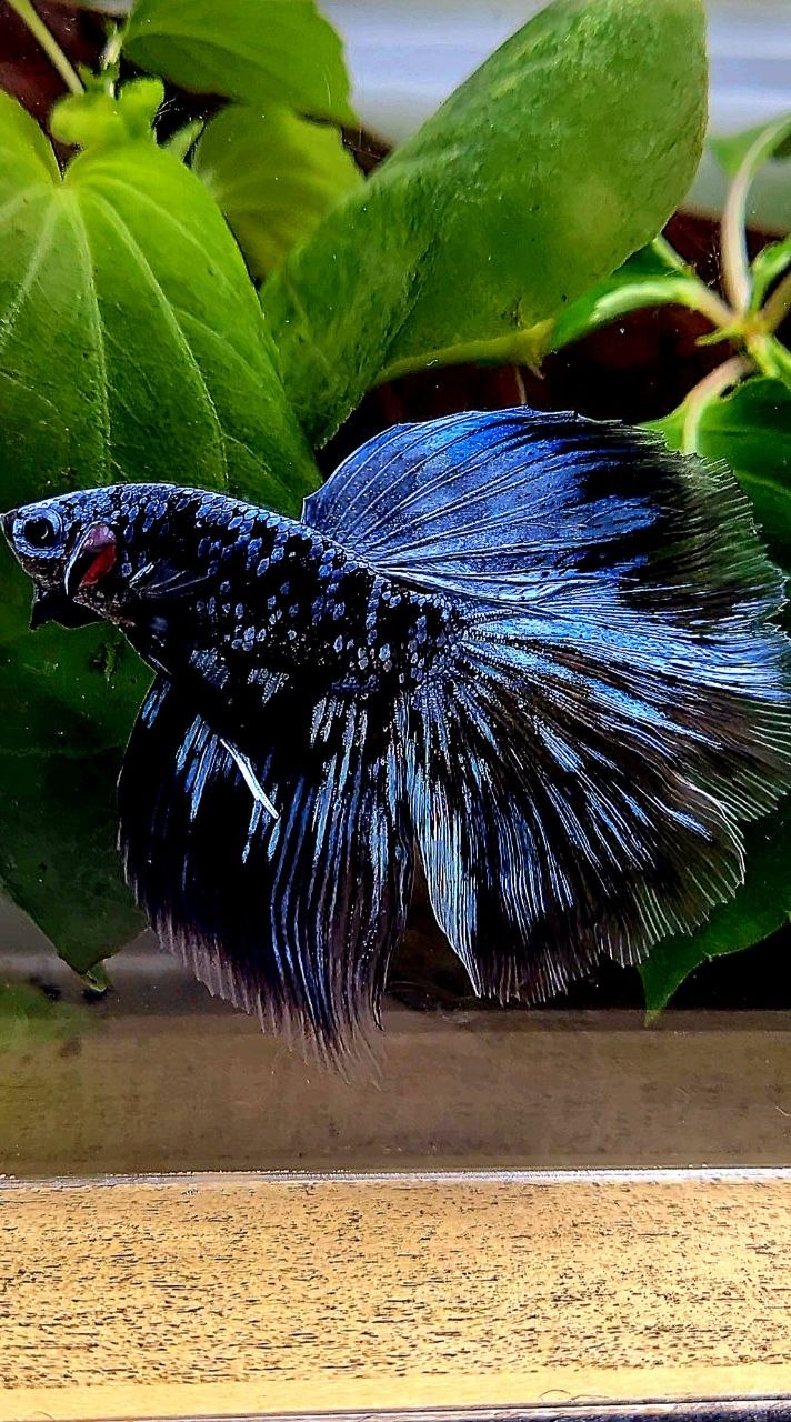 HALFMOON ROSETAIL BLACK GALAXY BLUE AVATAR GRAY BETTA FISH