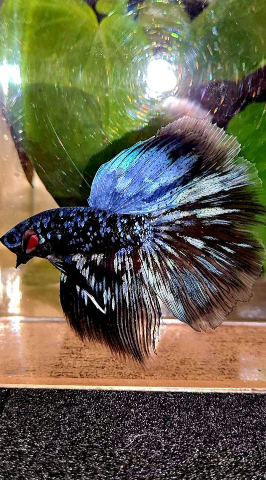 HALFMOON ROSETAIL BLACK GALAXY BLUE AVATAR GRAY BETTA FISH