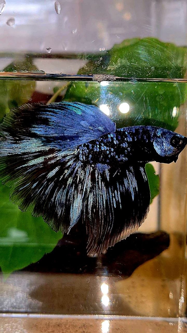 HALFMOON ROSETAIL BLACK GALAXY BLUE AVATAR GRAY BETTA FISH