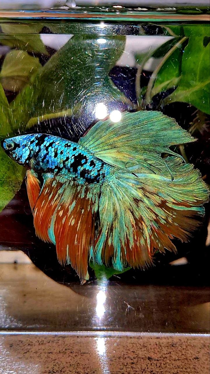 HALFMOON ROSETAIL BLACL GALAXY AVATAR YELLOW BLUE BETTA FISH