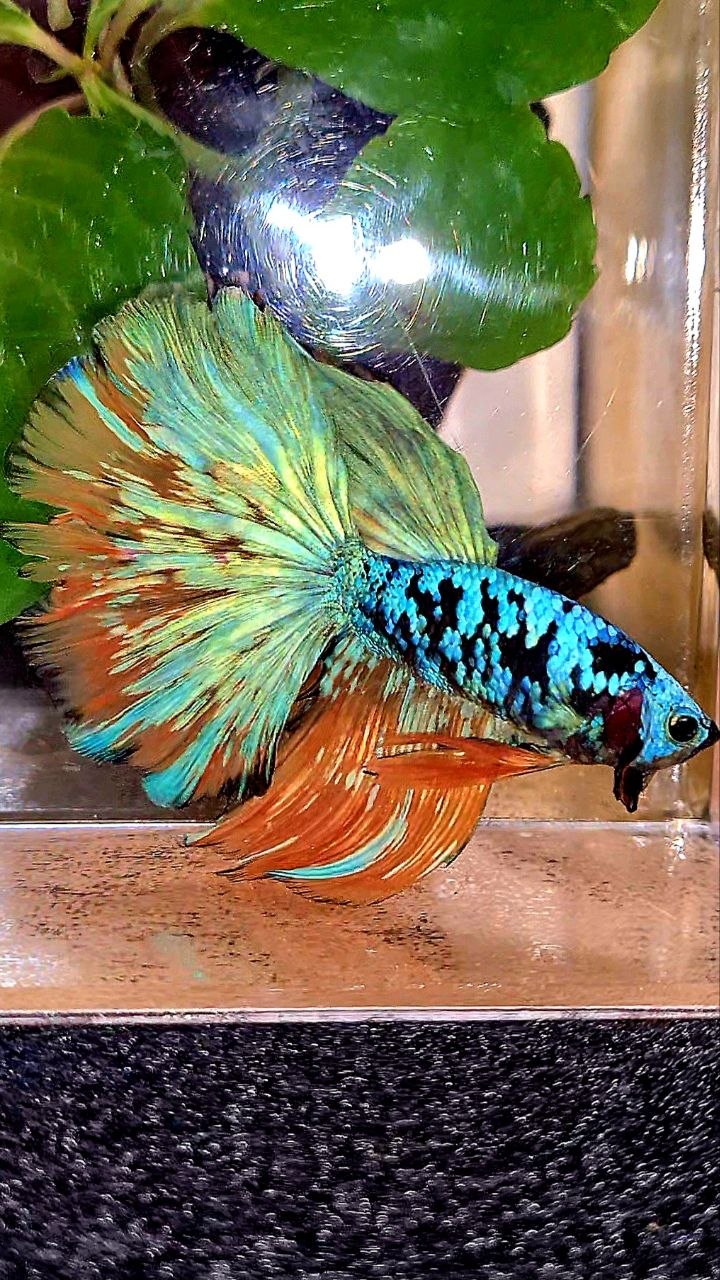 HALFMOON ROSETAIL BLACL GALAXY AVATAR YELLOW BLUE BETTA FISH