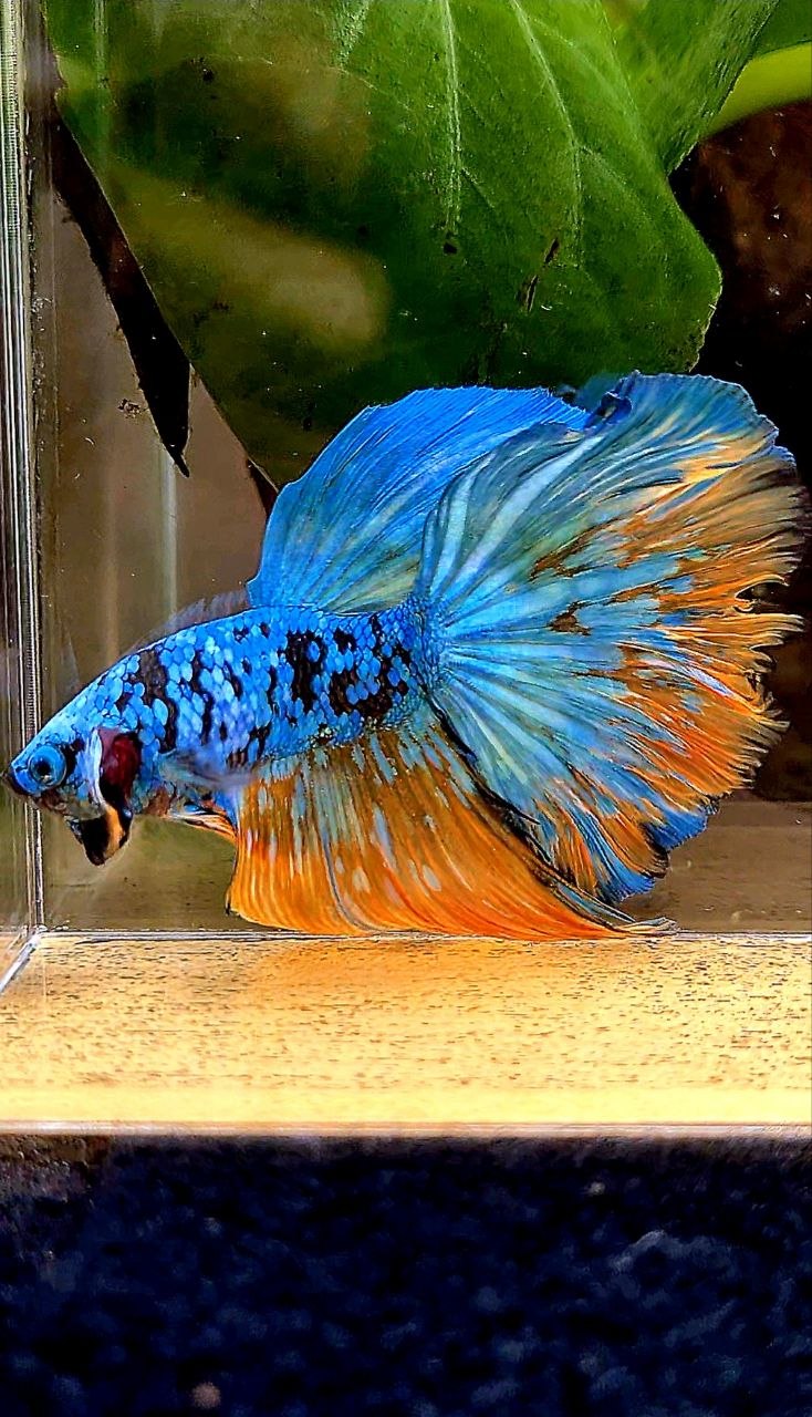 HALFMOON ROSETAIL BLACL GALAXY AVATAR YELLOW BLUE BETTA FISH