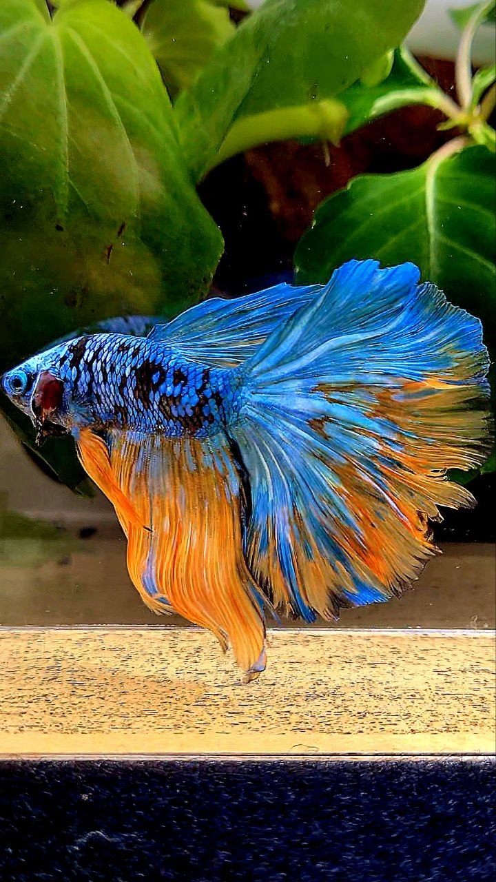 HALFMOON ROSETAIL BLACL GALAXY AVATAR YELLOW BLUE BETTA FISH