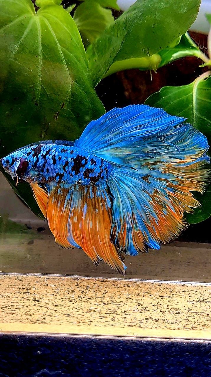 HALFMOON ROSETAIL BLACL GALAXY AVATAR YELLOW BLUE BETTA FISH
