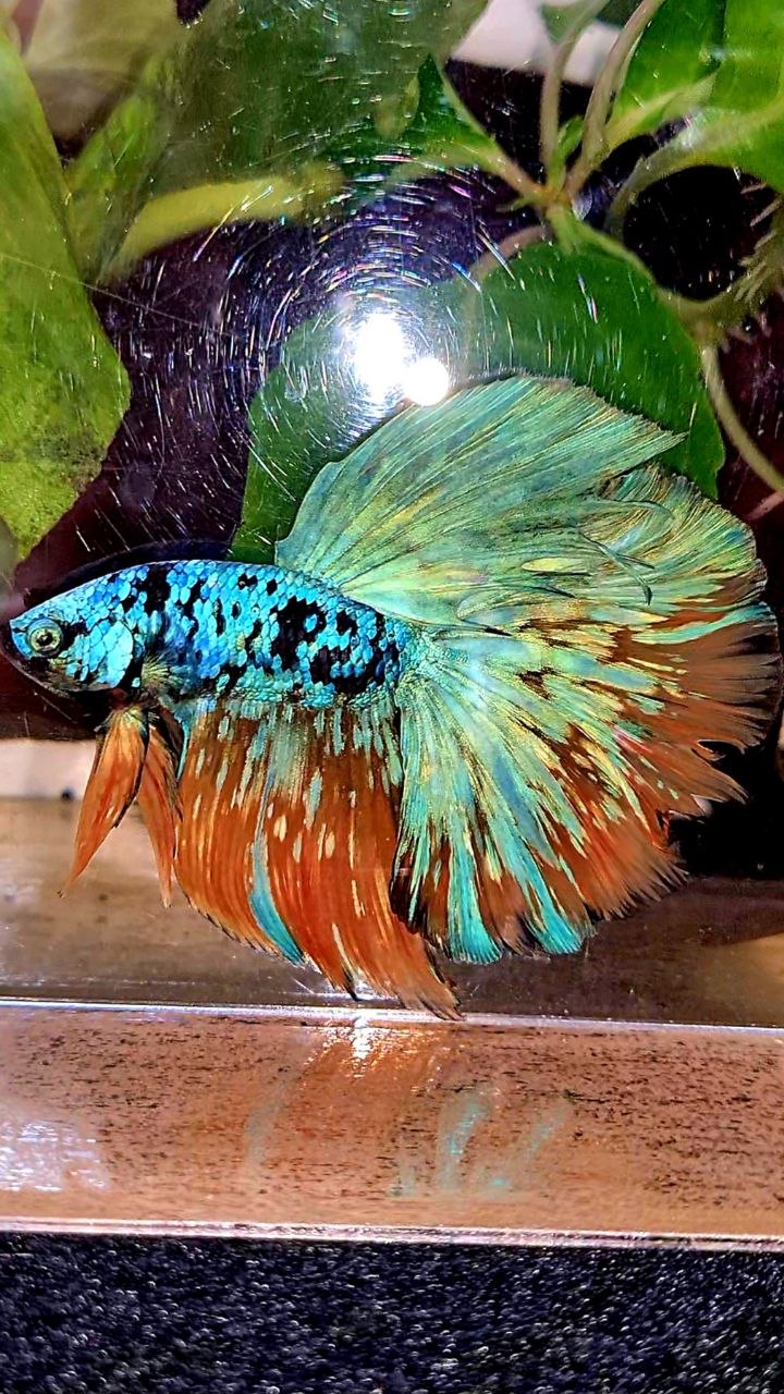 HALFMOON ROSETAIL BLACL GALAXY AVATAR YELLOW BLUE BETTA FISH