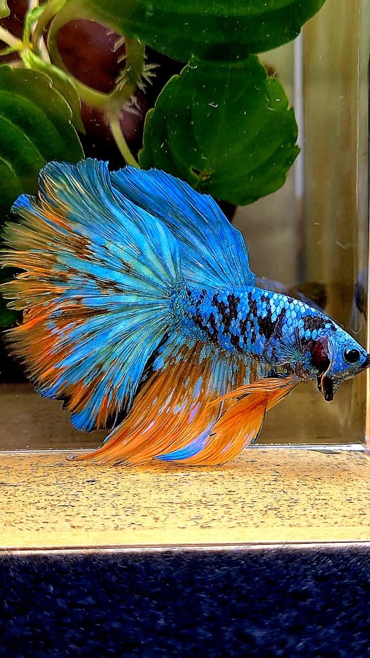 HALFMOON ROSETAIL BLACL GALAXY AVATAR YELLOW BLUE BETTA FISH