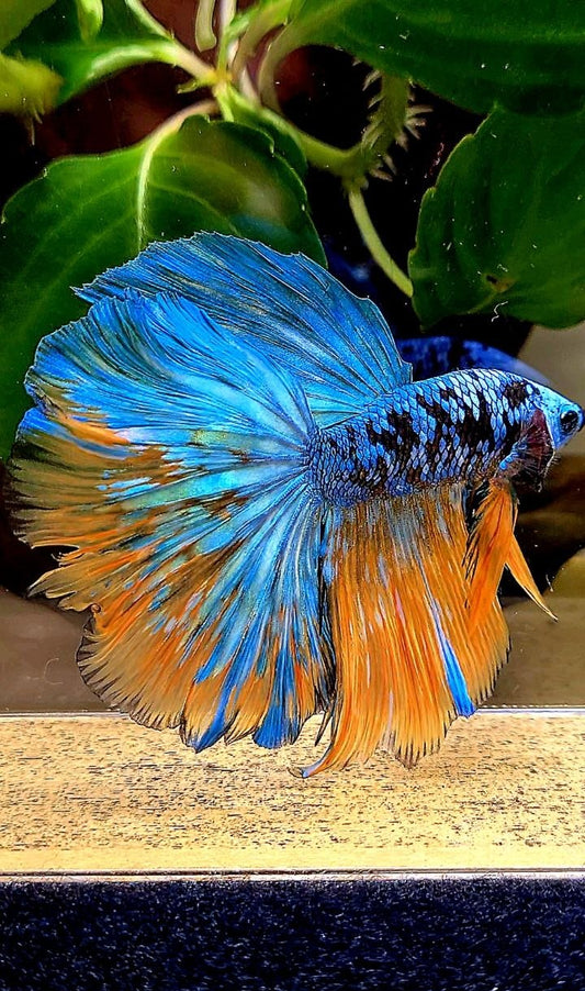 HALFMOON ROSETAIL BLACL GALAXY AVATAR YELLOW BLUE BETTA FISH