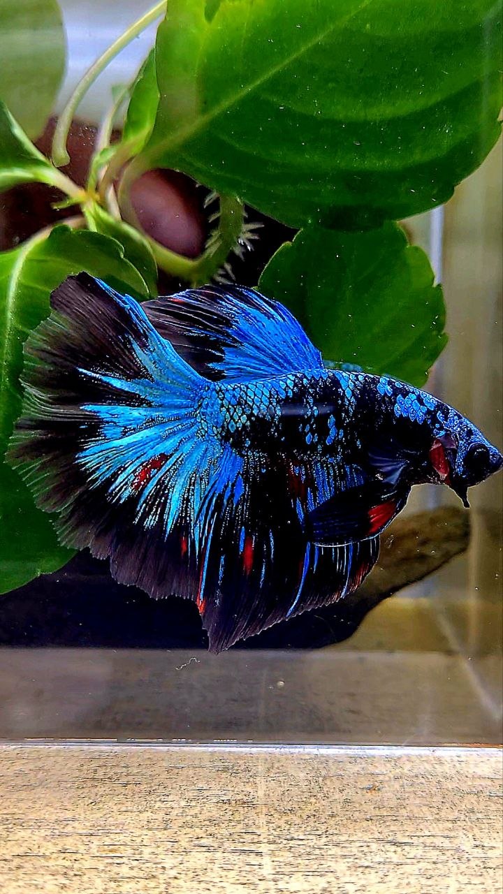 HALFMOON ROSETAIL BLACK GALAXY AVATAR BLUE BETTA FISH
