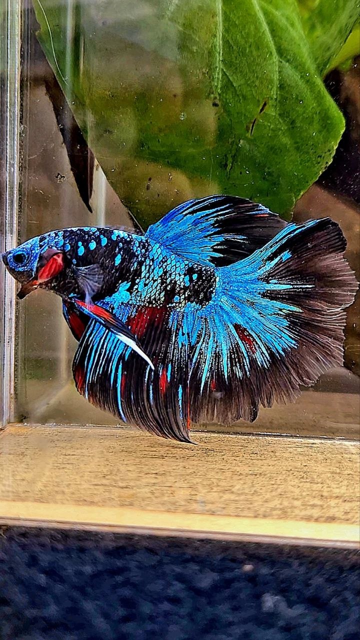HALFMOON ROSETAIL BLACK GALAXY AVATAR BLUE BETTA FISH