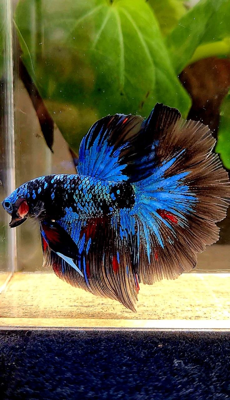 HALFMOON ROSETAIL BLACK GALAXY AVATAR BLUE BETTA FISH