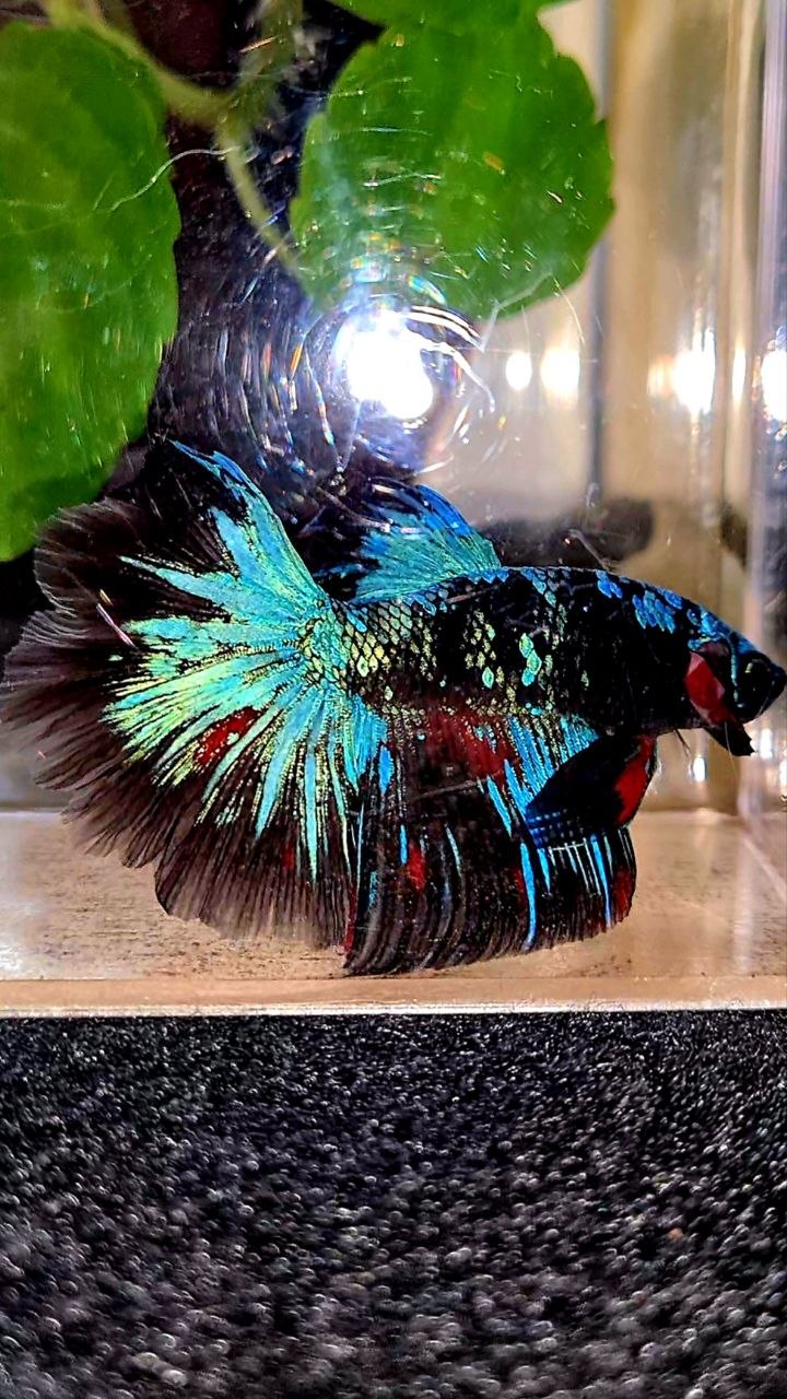 HALFMOON ROSETAIL BLACK GALAXY AVATAR BLUE BETTA FISH