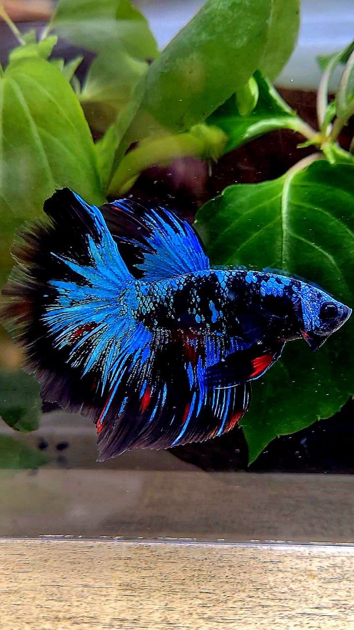 HALFMOON ROSETAIL BLACK GALAXY AVATAR BLUE BETTA FISH