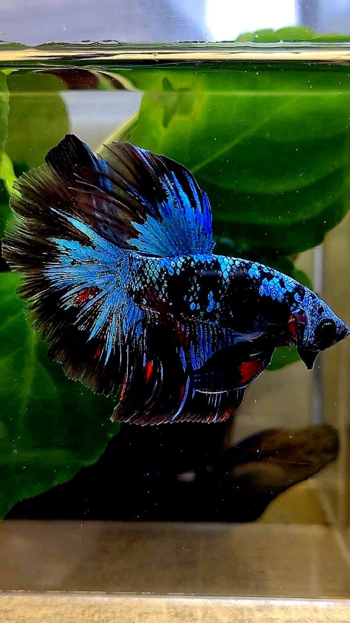 HALFMOON ROSETAIL BLACK GALAXY AVATAR BLUE BETTA FISH