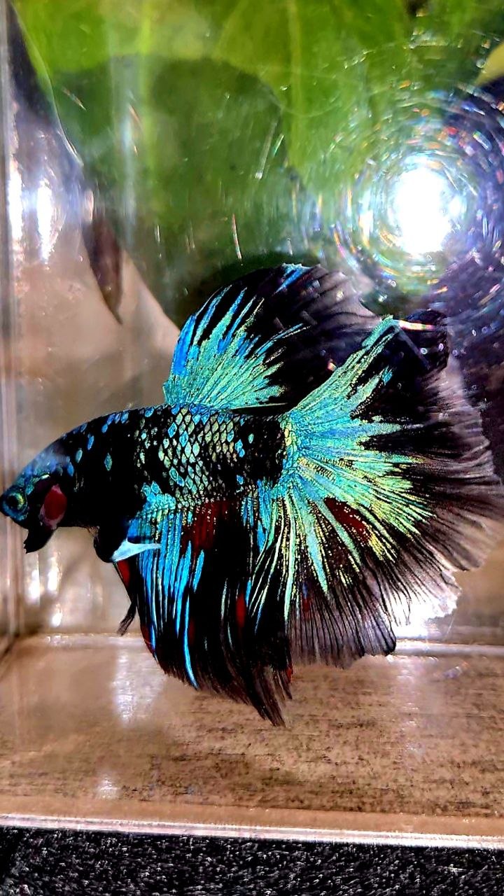 HALFMOON ROSETAIL BLACK GALAXY AVATAR BLUE BETTA FISH