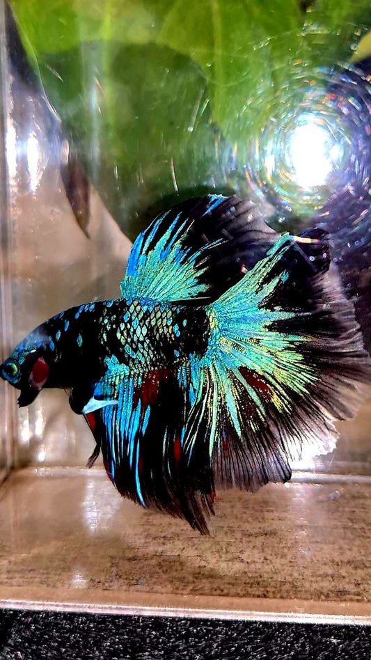 HALFMOON ROSETAIL BLACK GALAXY AVATAR BLUE BETTA FISH