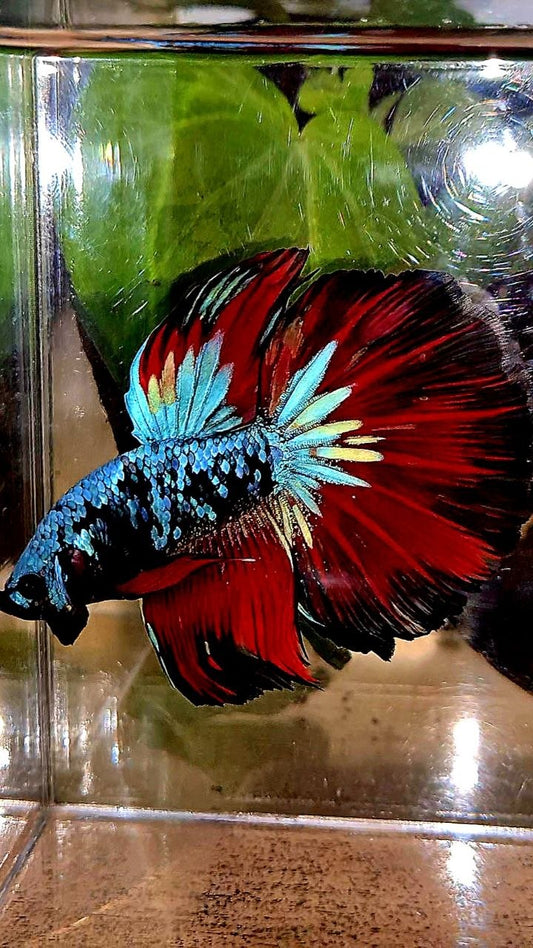 HALFMOON ROSETAIL BLACK GALAXY BLUE AVATAR VAMPIRE BETTA FISH