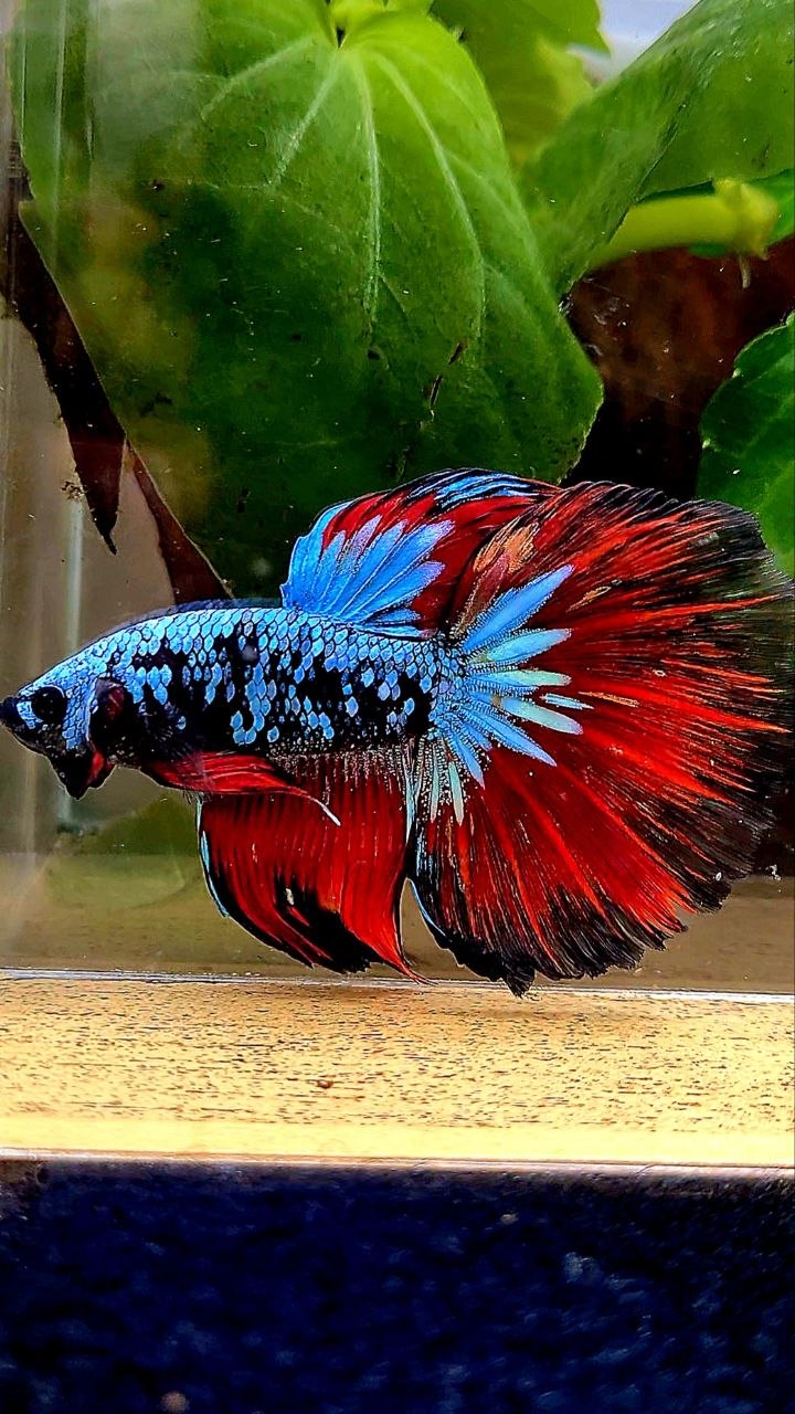 HALFMOON ROSETAIL BLACK GALAXY BLUE AVATAR VAMPIRE BETTA FISH