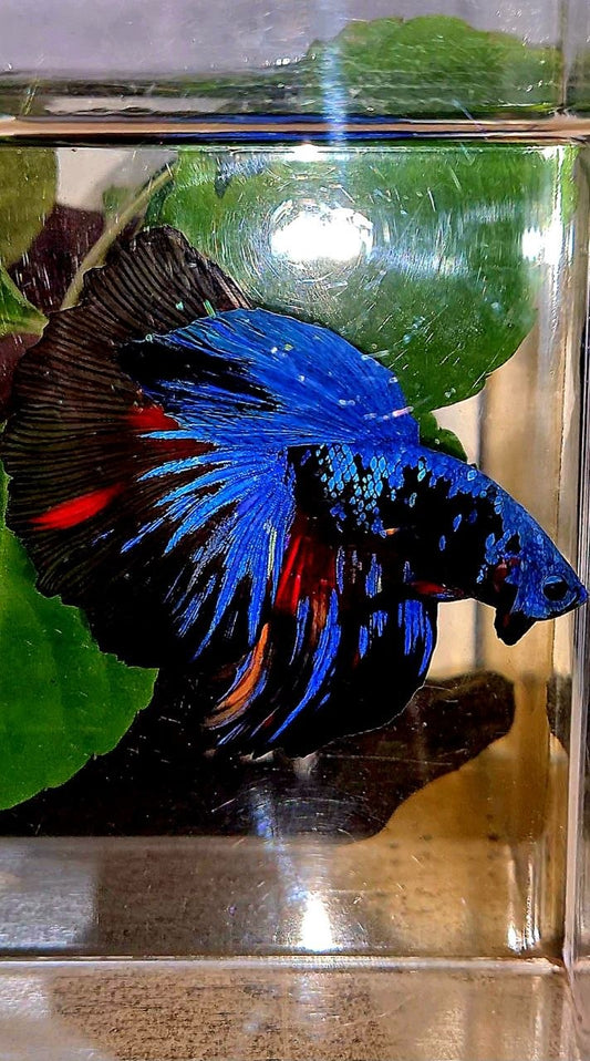 HALFMOON ROSETAIL BLACK GALAXY AVATAR BLUE NEMO BETTA FISH