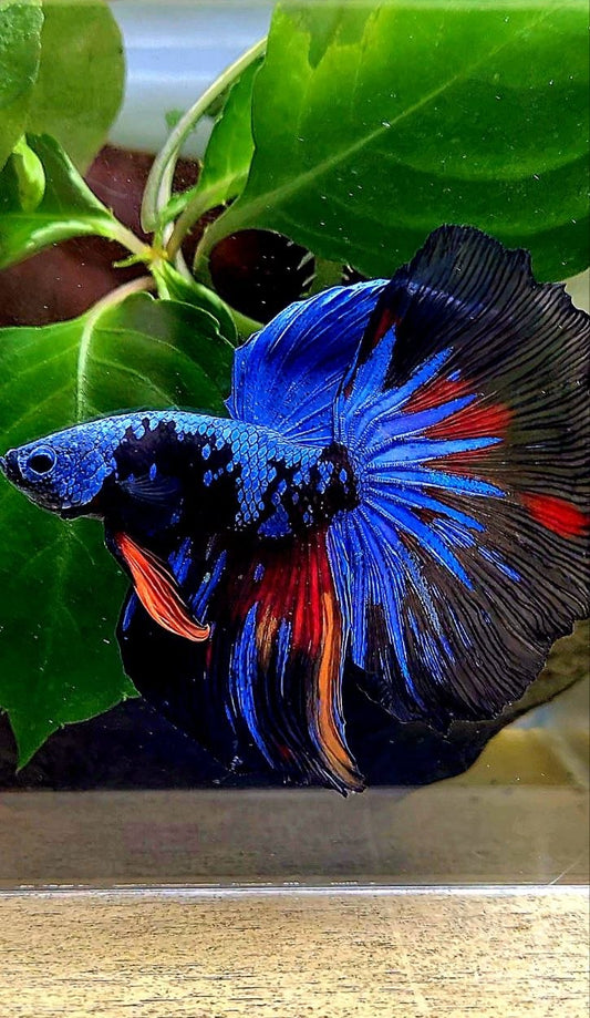 HALFMOON ROSETAIL BLACK GALAXY AVATAR BLUE NEMO BETTA FISH