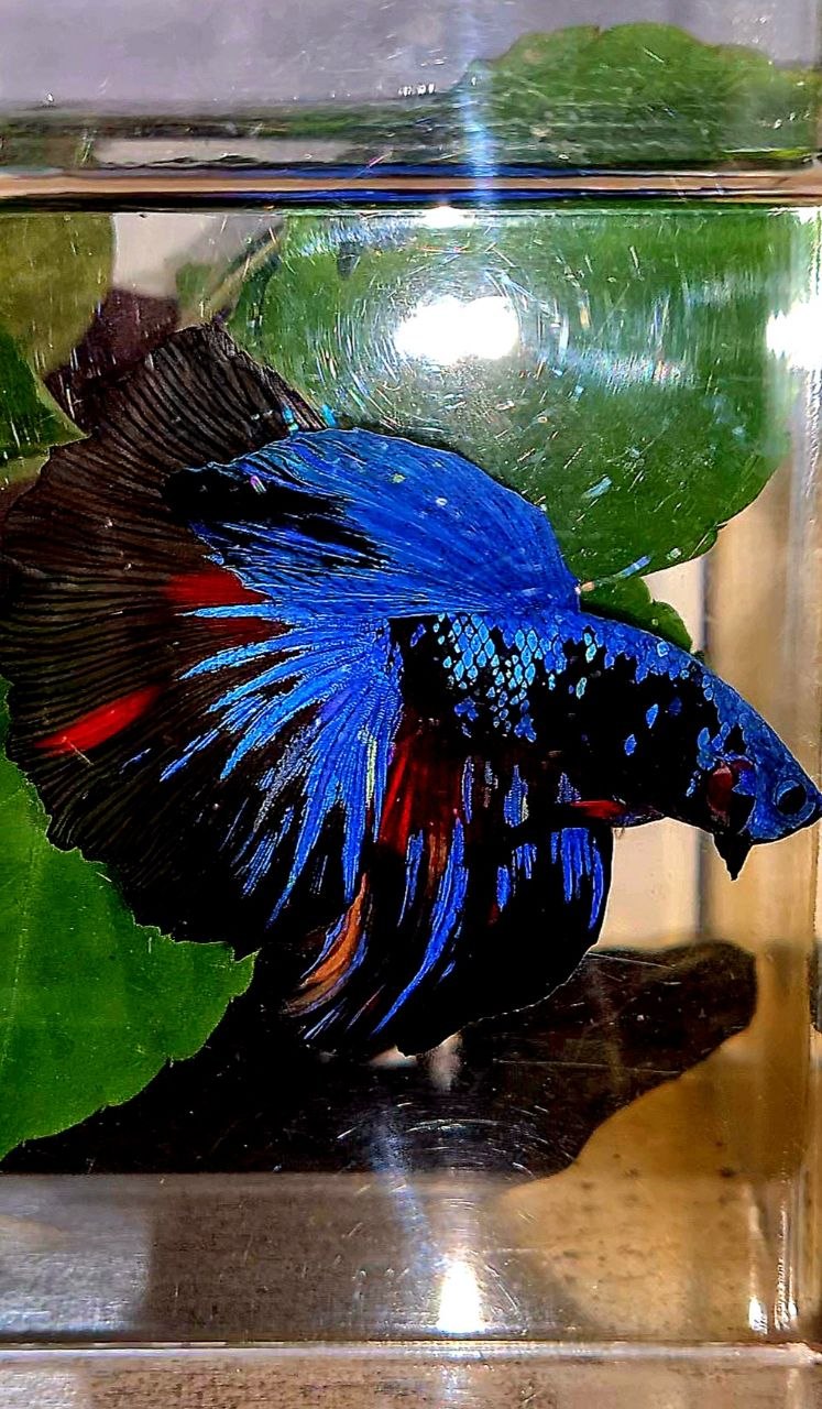 HALFMOON ROSETAIL BLACK GALAXY AVATAR BLUE NEMO BETTA FISH