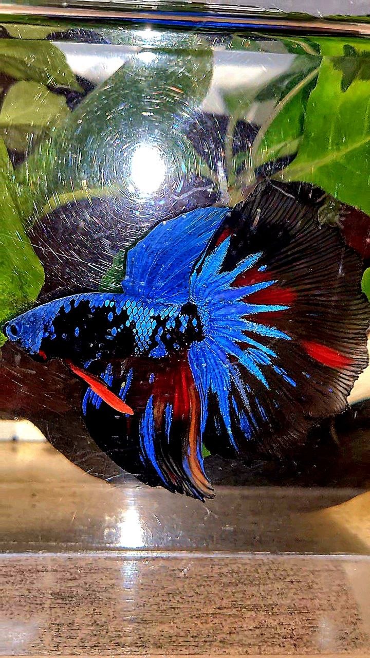 HALFMOON ROSETAIL BLACK GALAXY AVATAR BLUE NEMO BETTA FISH