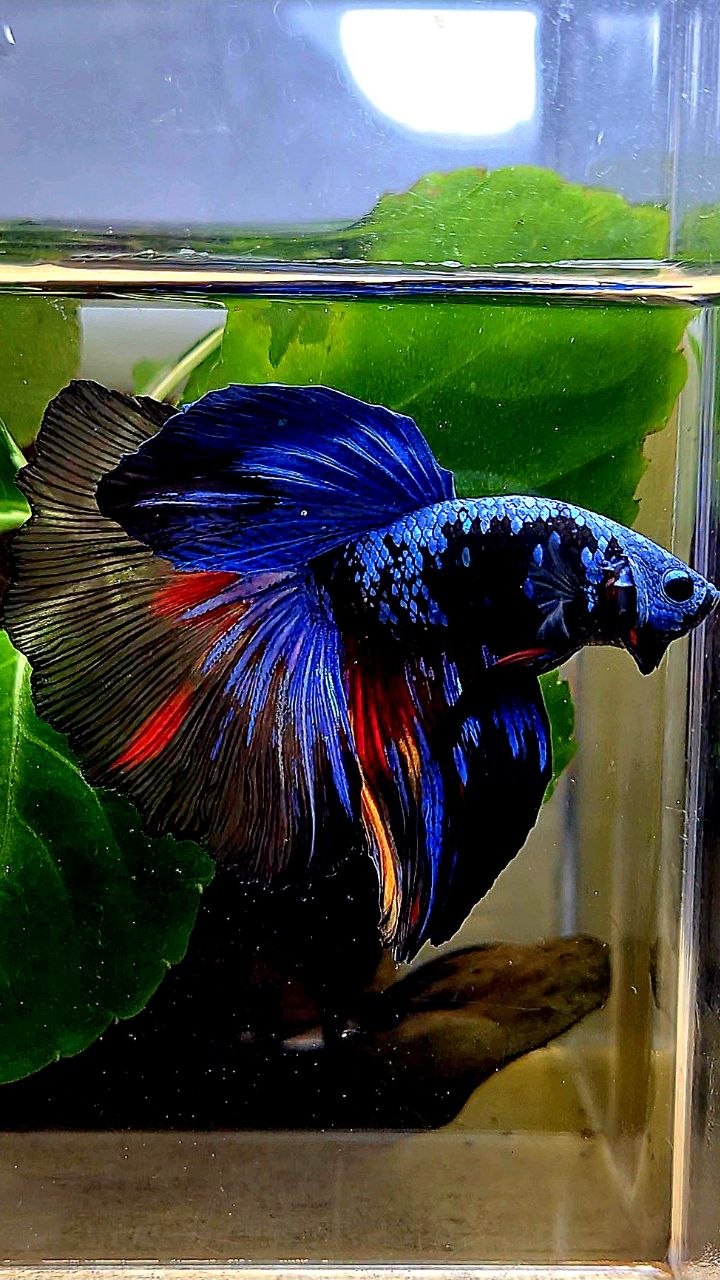 HALFMOON ROSETAIL BLACK GALAXY AVATAR BLUE NEMO BETTA FISH
