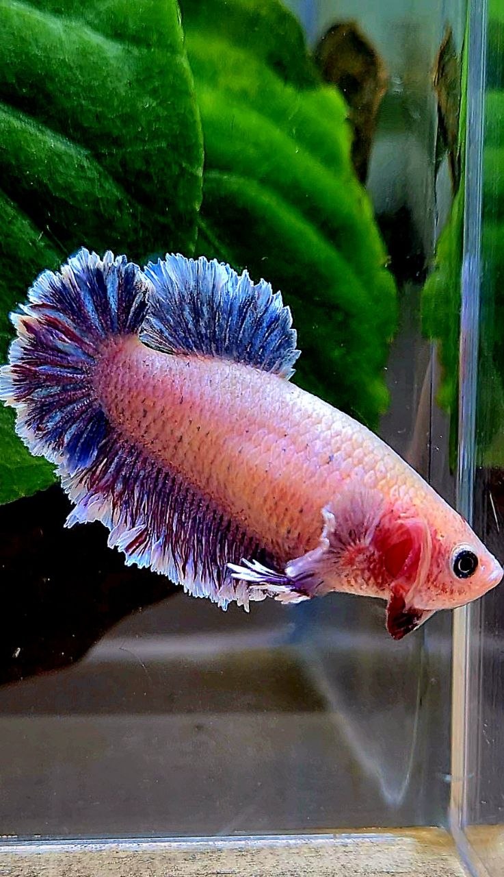 FEMALE HALFMOON FEATHER TAIL PURPLE BETTA FISH
