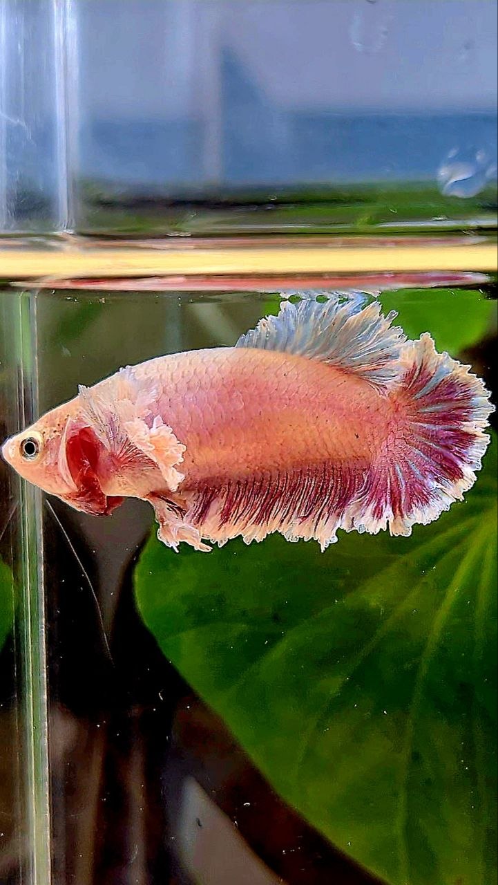 FEMALE KING FEATHER TAIL HALFMOON DUMBO EAR LAVENDER BETTA FISH