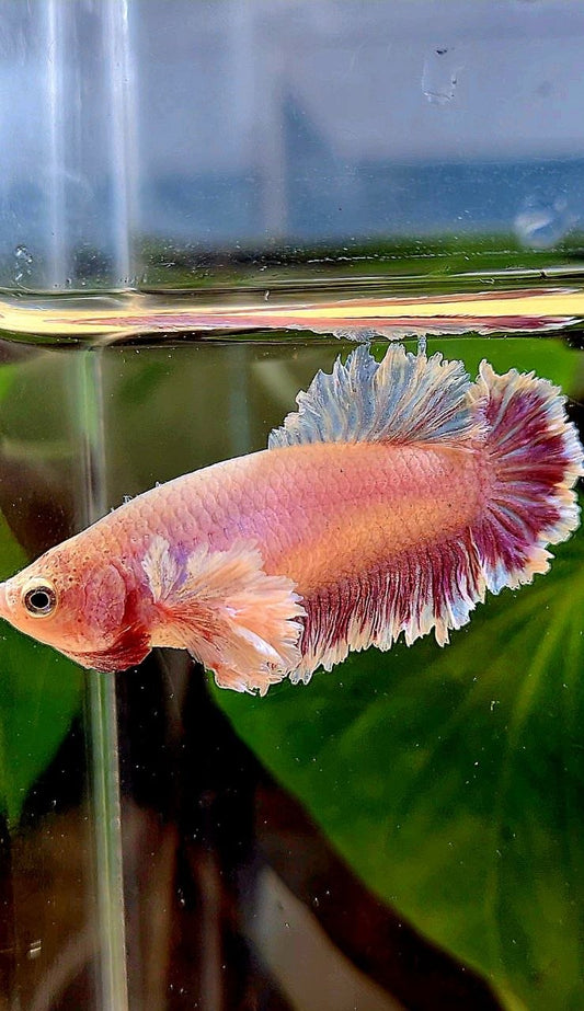 FEMALE KING FEATHER TAIL HALFMOON DUMBO EAR LAVENDER BETTA FISH