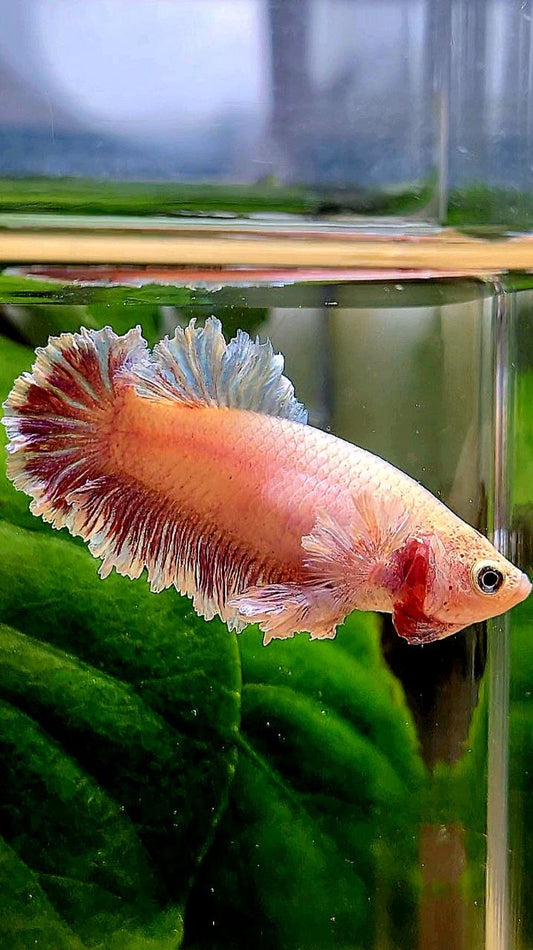 FEMALE KING FEATHER TAIL HALFMOON DUMBO EAR LAVENDER BETTA FISH