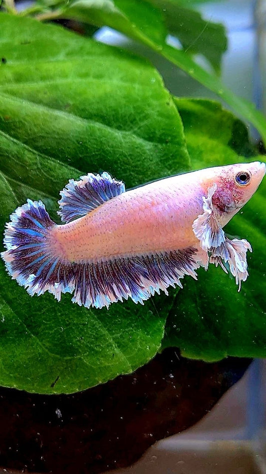 FEMALE KING FEATHER TAIL HALFMOON BIG EAR PURPLE BETTA FISH