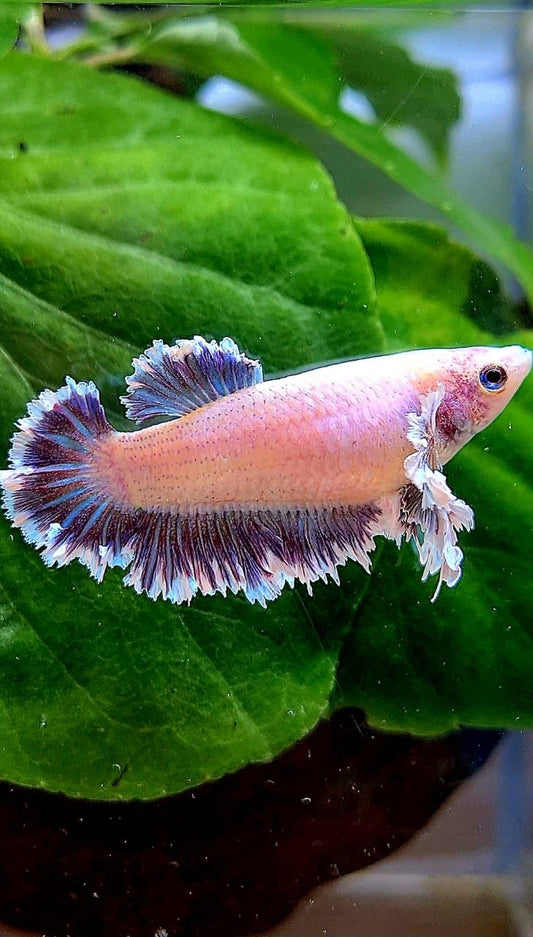 FEMALE KING FEATHER TAIL HALFMOON BIG EAR PURPLE BETTA FISH