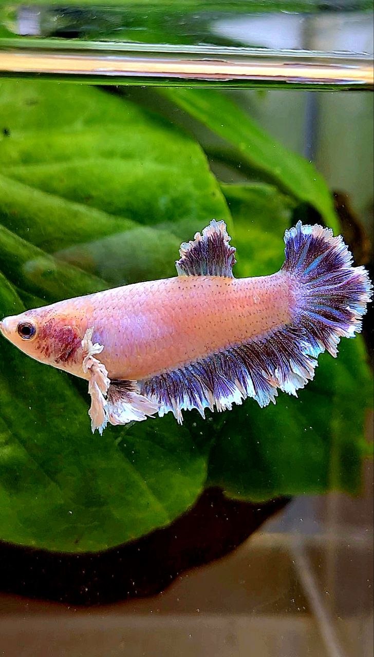 FEMALE KING FEATHER TAIL HALFMOON BIG EAR PURPLE BETTA FISH
