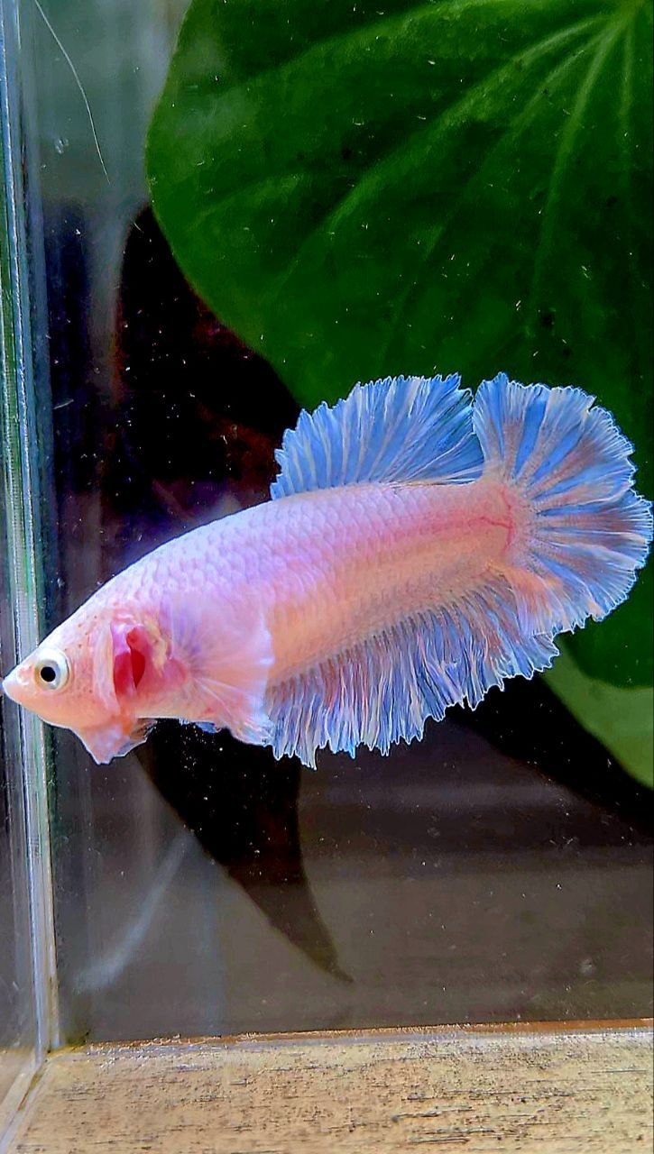 FEMALE HALFMOON FEATHER TAIL WHITE BETTA FISH