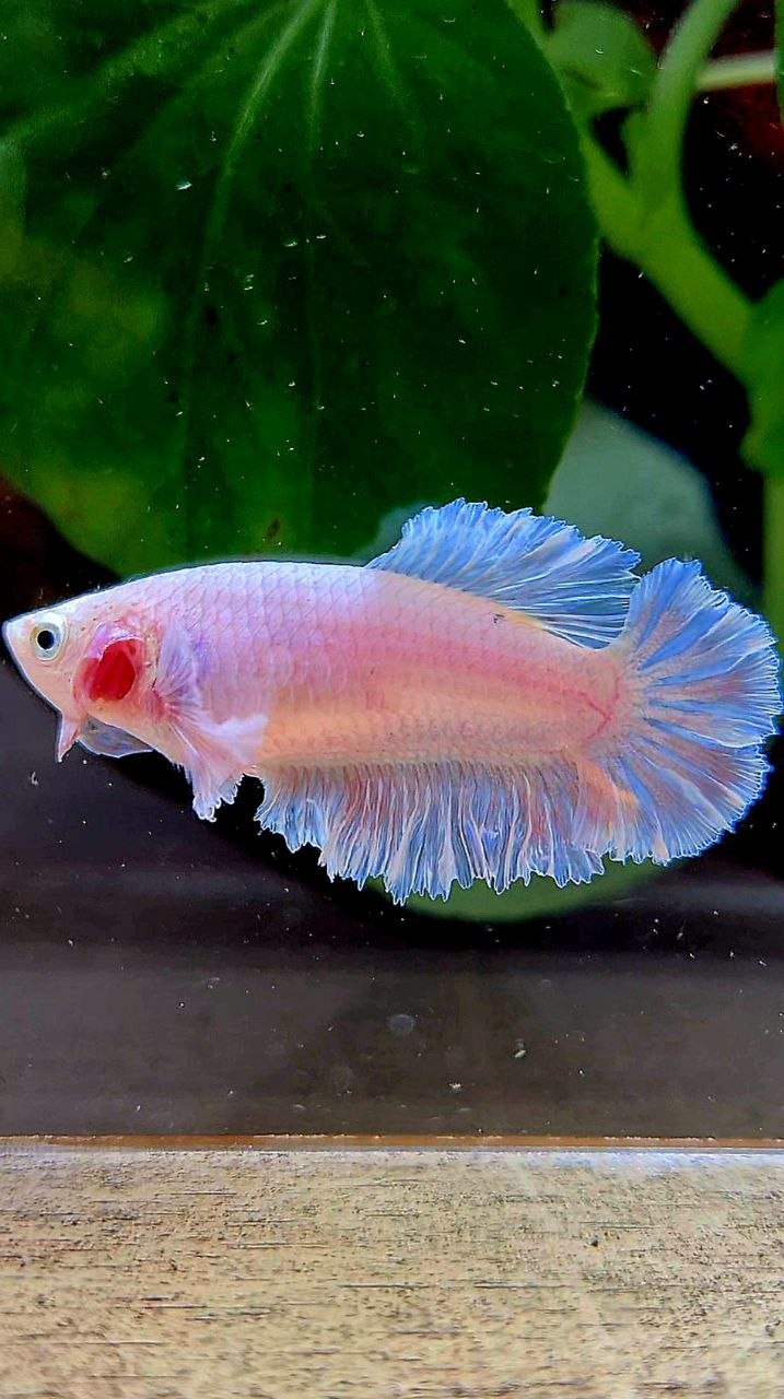 FEMALE HALFMOON FEATHER TAIL WHITE BETTA FISH