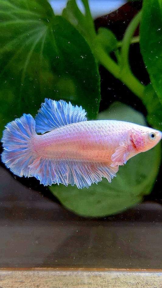 FEMALE HALFMOON FEATHER TAIL WHITE BETTA FISH